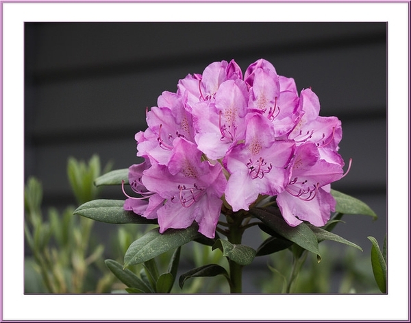 Rhododendron prinophyllum 'Eleagans'