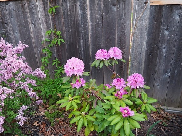 Rhododendron prinophyllum 'Eleagans'