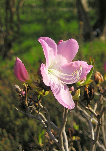 Rhododendron schlippenbachii