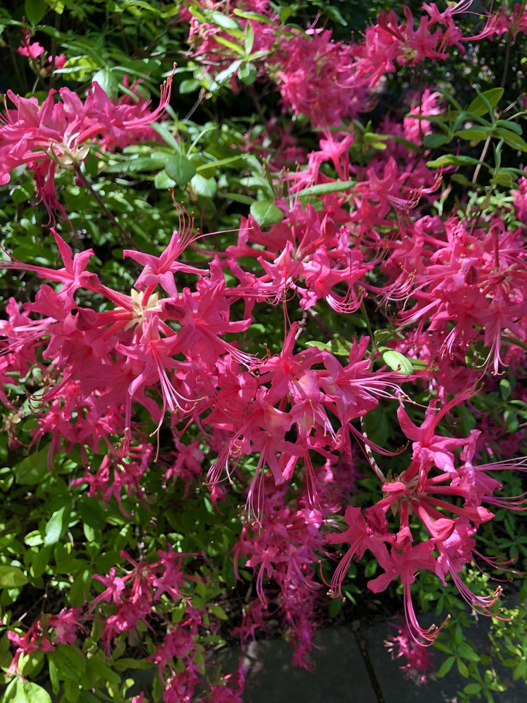 x-bakeri- 'Clyo-Redr' Azalea