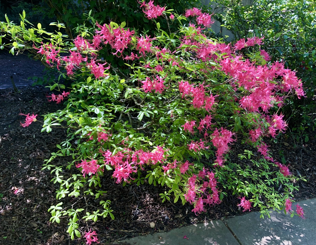 x-bakeri- 'Clyo-Redr' Azalea form (Wake)