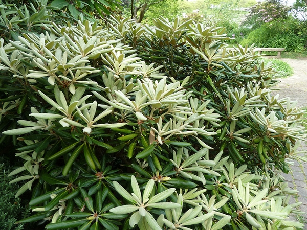 Rhododendron yakusimanum