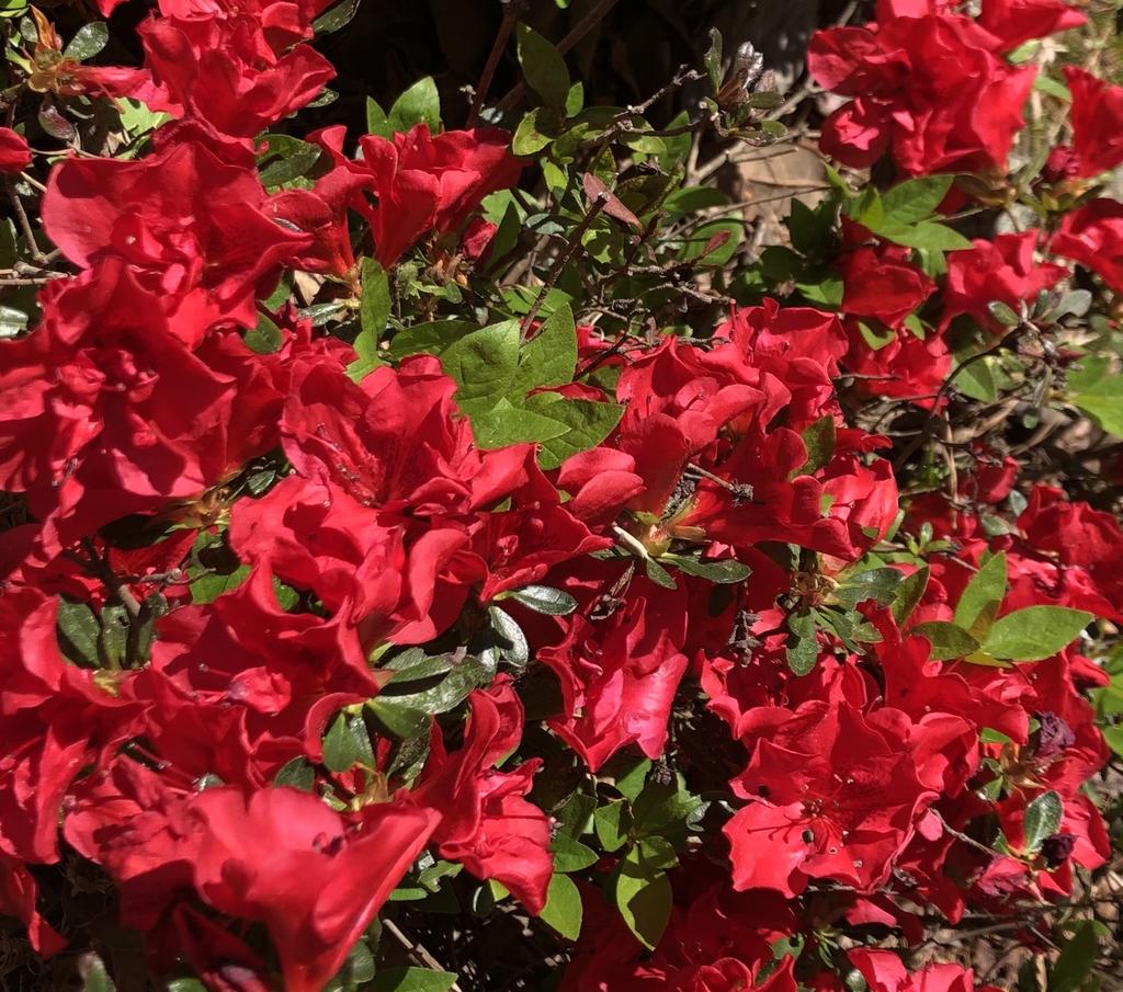 "Autumn Fire"  Flowers