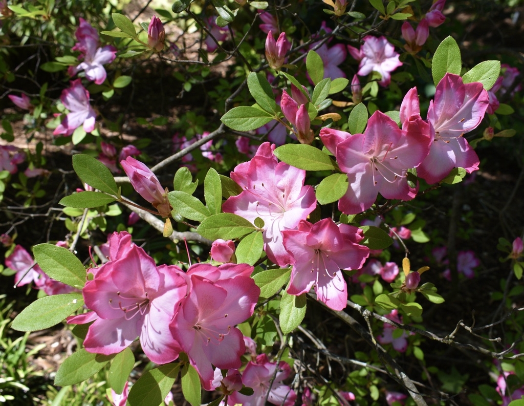 Azalea with pale pink flowers with dark pink edges.
