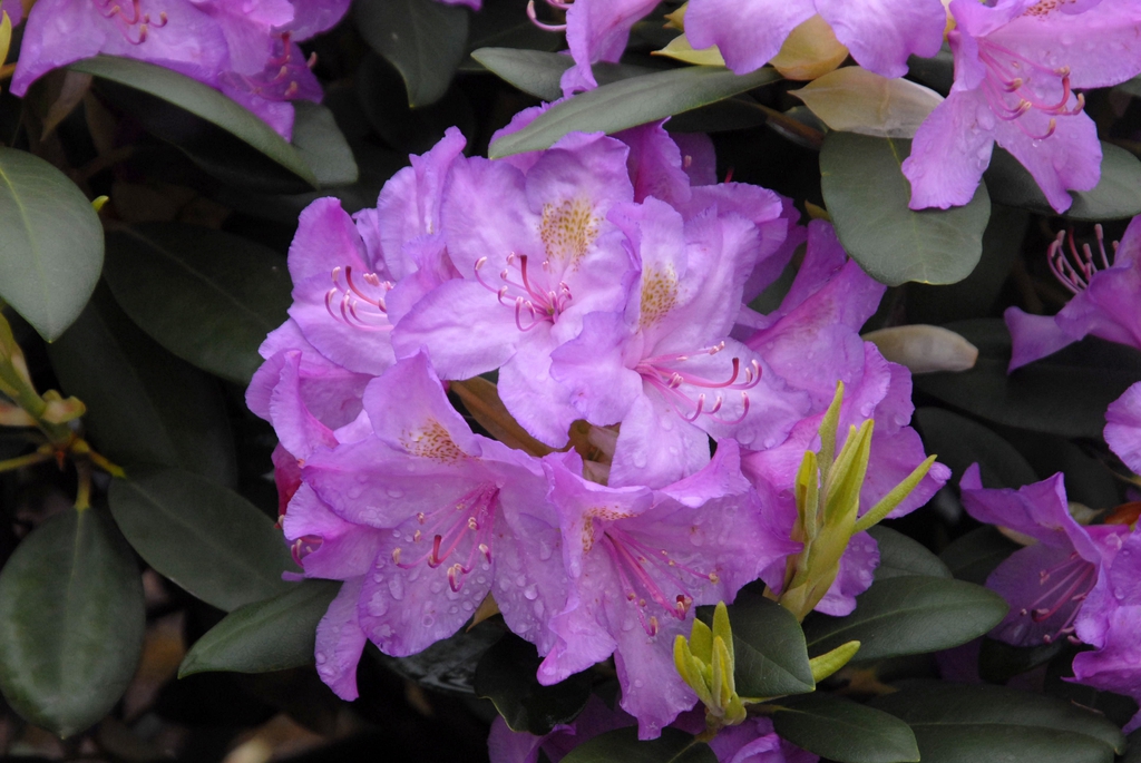 Rhododendron catawbiense 'Boursault' Flower