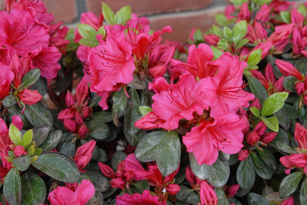 Rhododendron 'Girards Crimson' Flower and Leaf