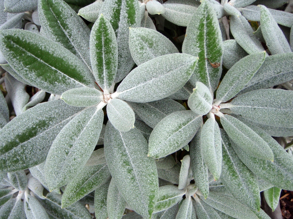 Leafy branches; leaves with dusty pubescence over all surfaces