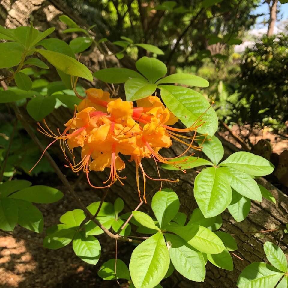 Rhododendron luteum
