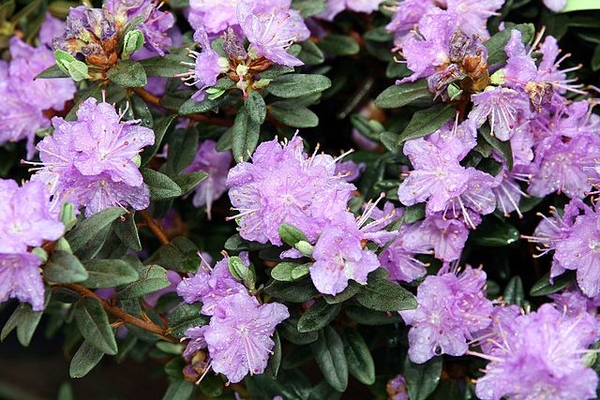 Rhododendron 'Ramapo'