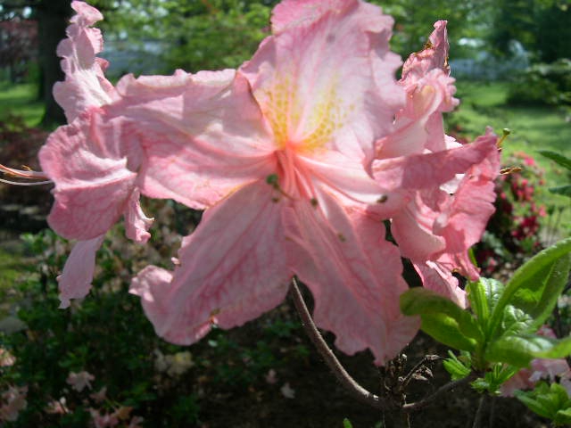 Rhododendron ;Strawberry Ice' Flower