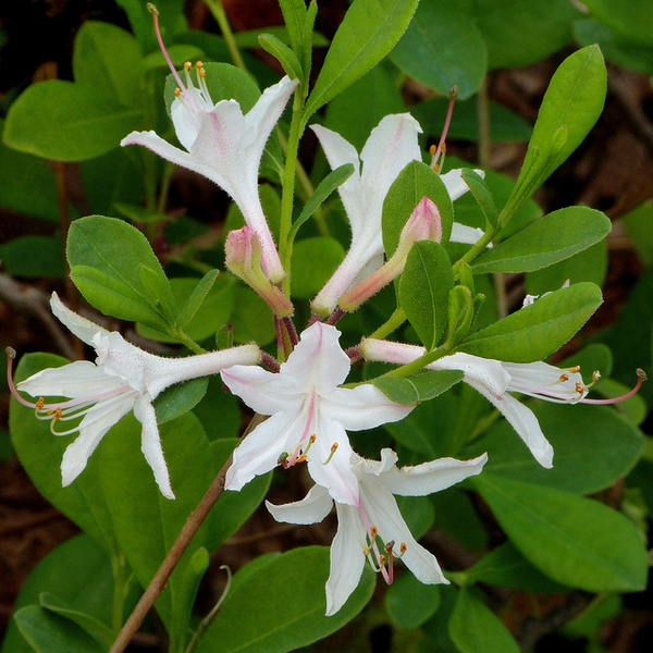 Rhododendron atlanticum