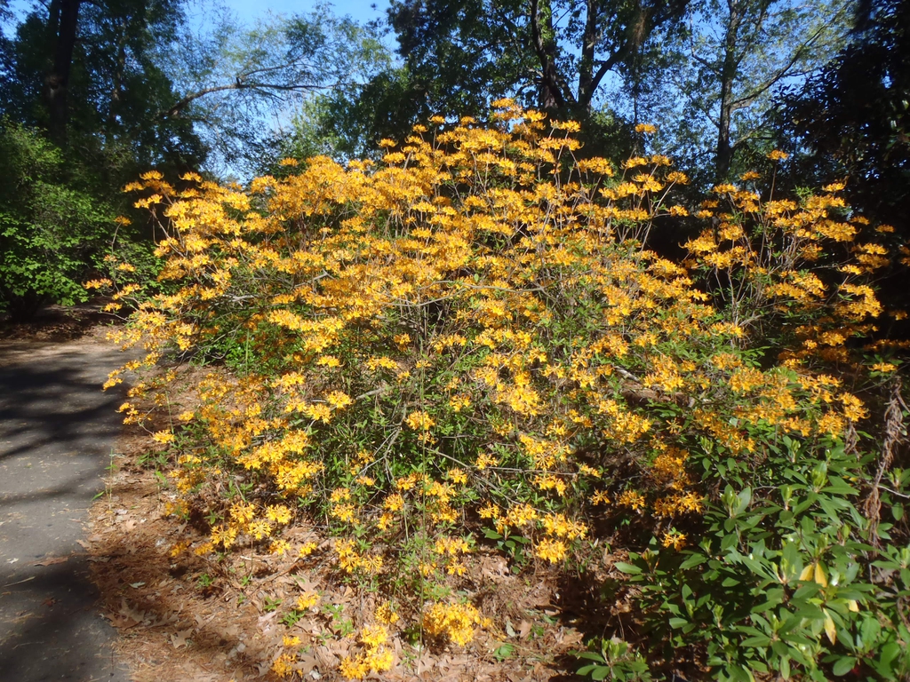 Rhododendron austrinum