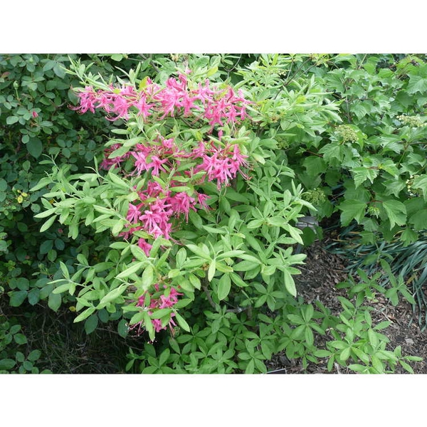 Rhododendron ×bakeri 'Clyo Red'