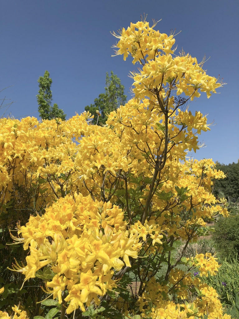 Bright yellow flowers with long tubular corollas