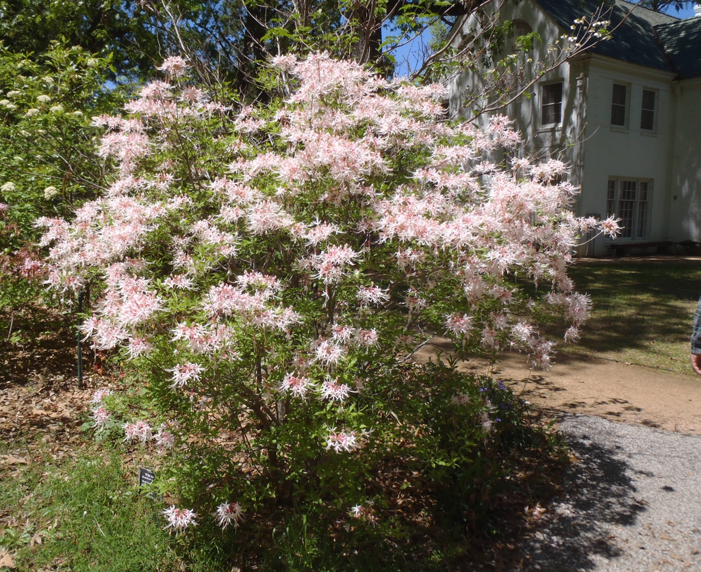 Rhododendron canescens
