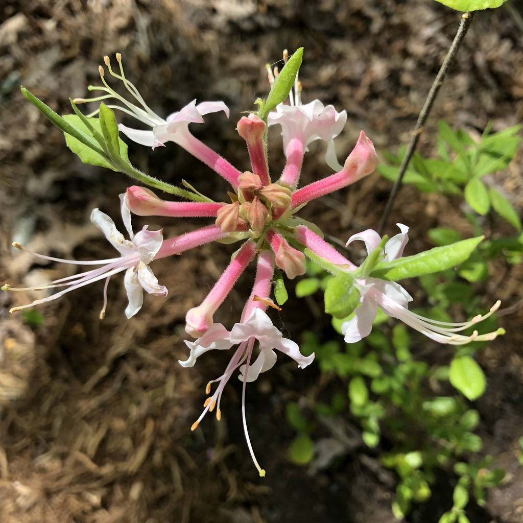 Rhododendron canescens