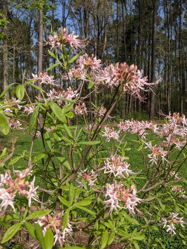 Flower, stem and leaf