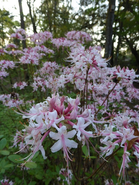 Showy flowers appear in the spring.