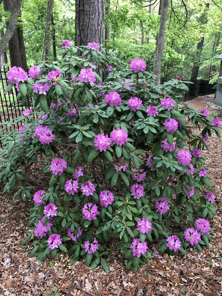 Rhododendron catawbiense