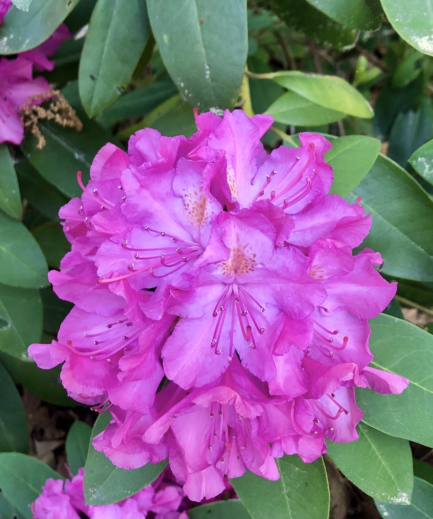Large showy flower clusters April on Evergreen shrub