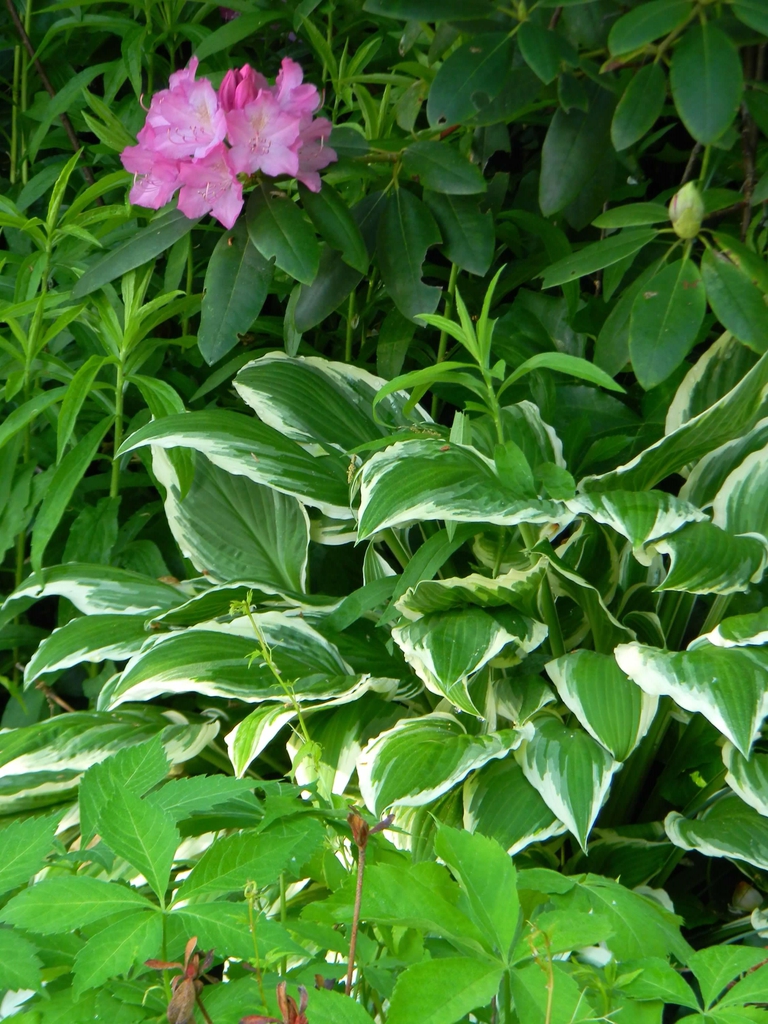 Rhododendron catawbiens
