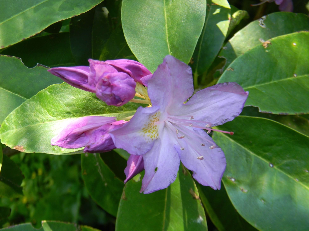 Rhododendron catawbiense