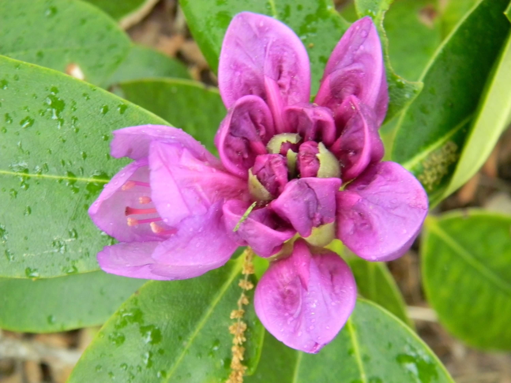 Rhododendron catawbiense