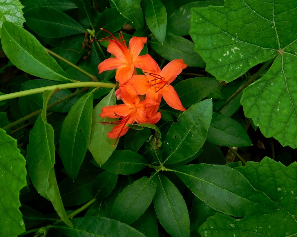 Stem, leaves, flower