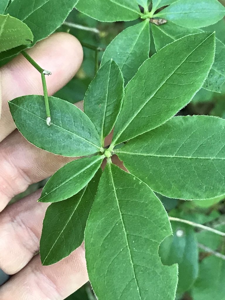 Leaves