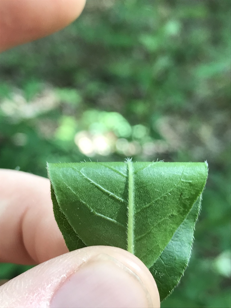 Underside of leaf