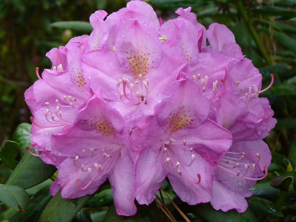 Rhododendron 'Dr. A. Blok' flower in spring in Moore County