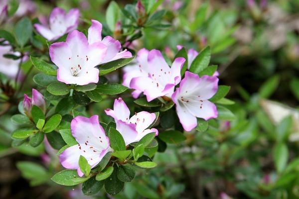Rhododendron eriocarpum