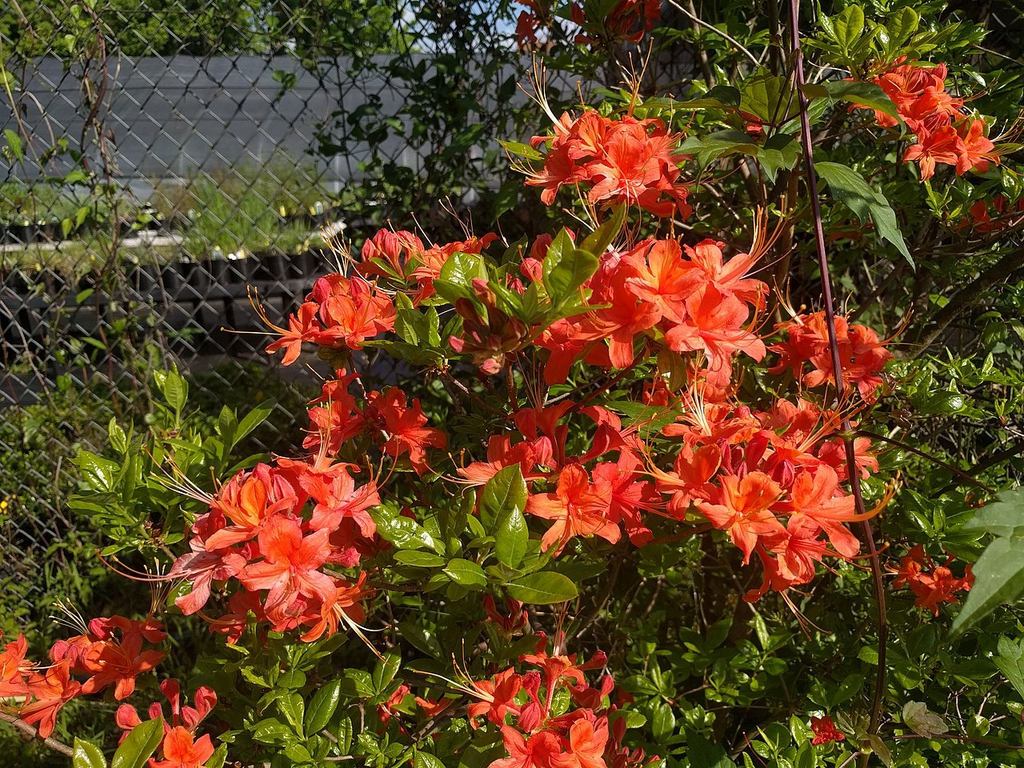 Form in bloom