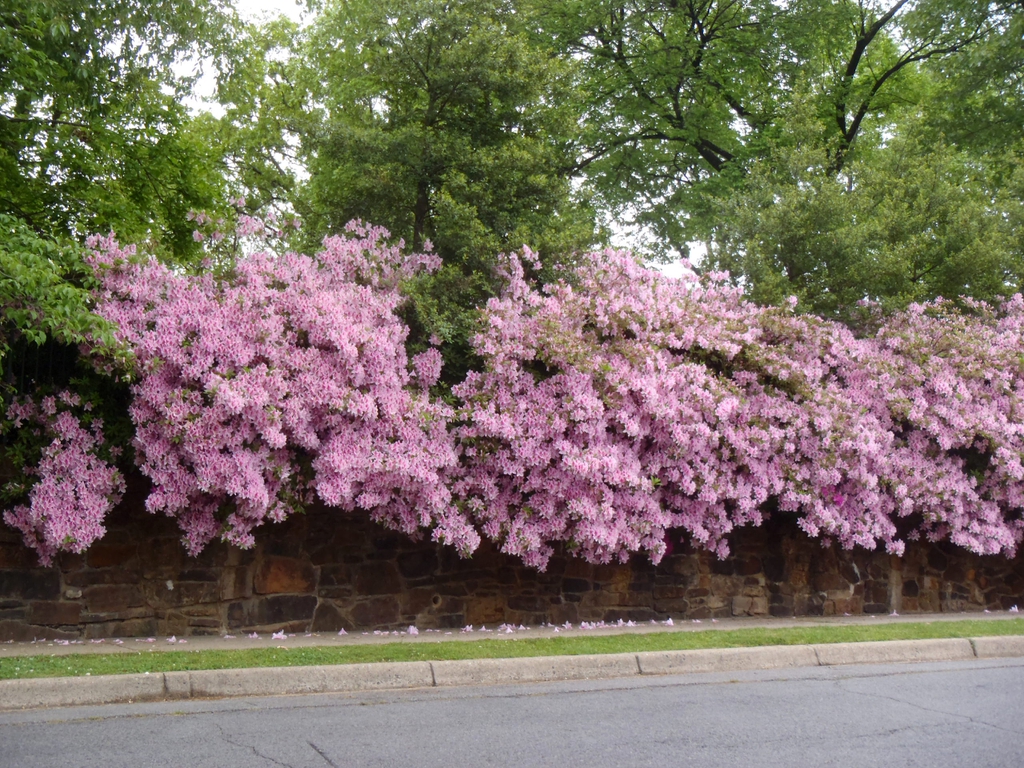 Hedge spilling over a wall; plants are covered with pink flowers
