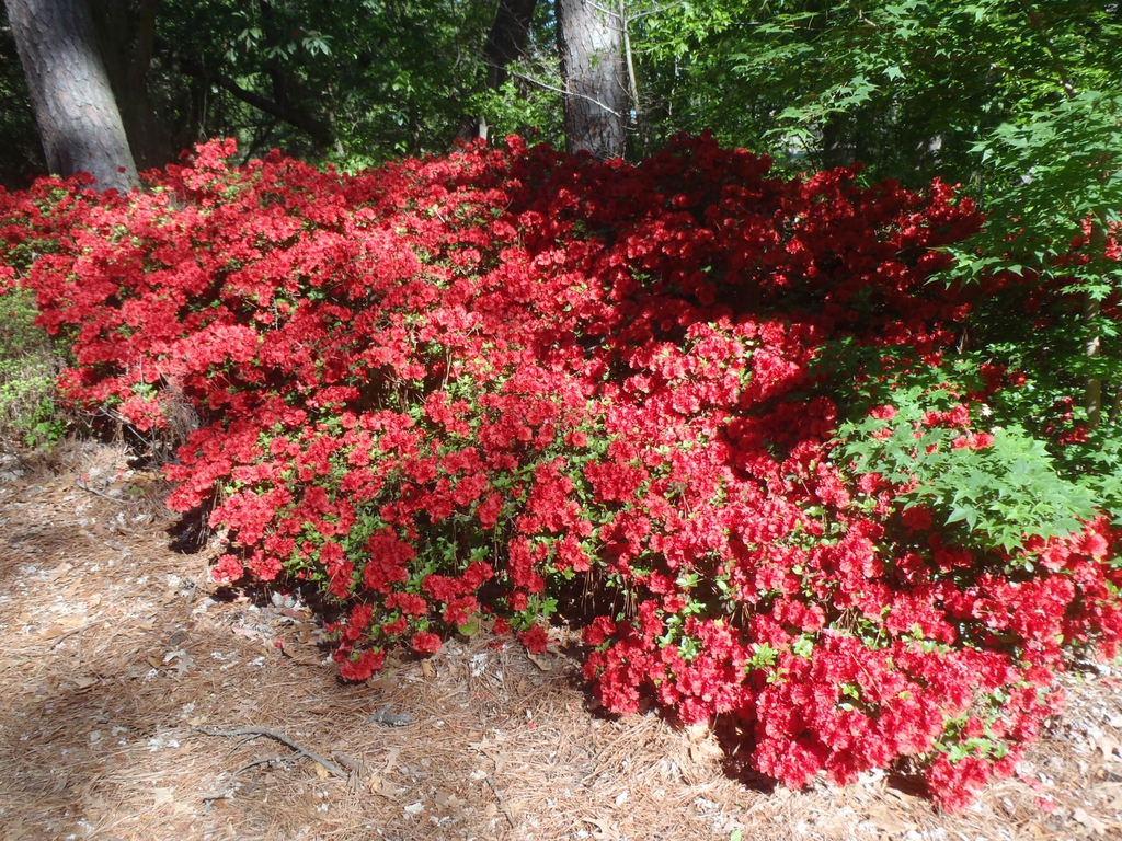 Low spreading shrubs covered with red flowers.