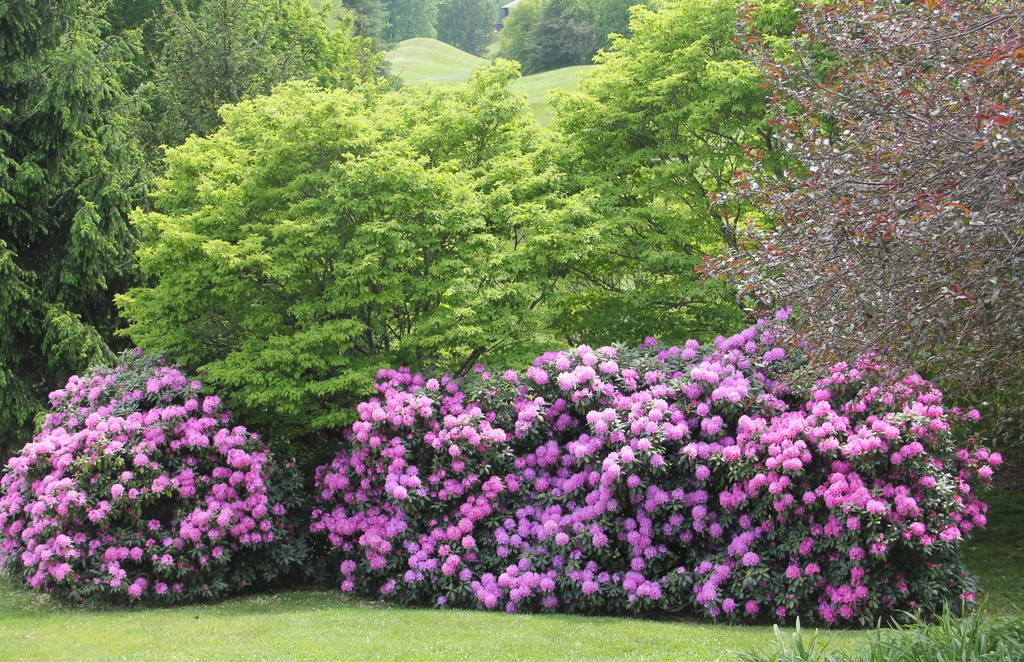 Large shrubs in a garden with clusters of pink flowers.