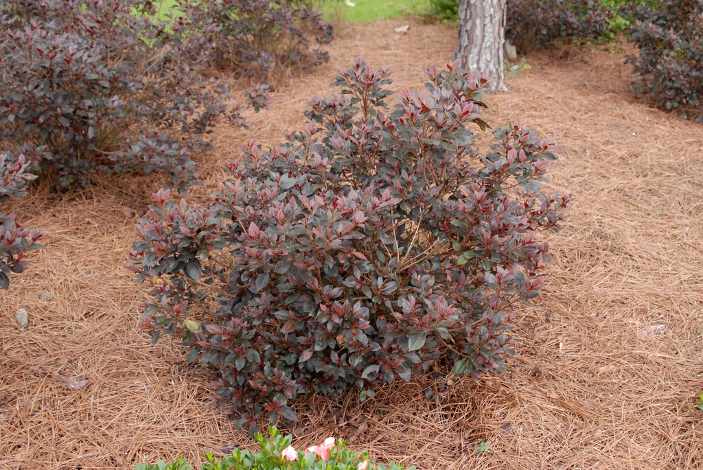 Rhododendron indicum