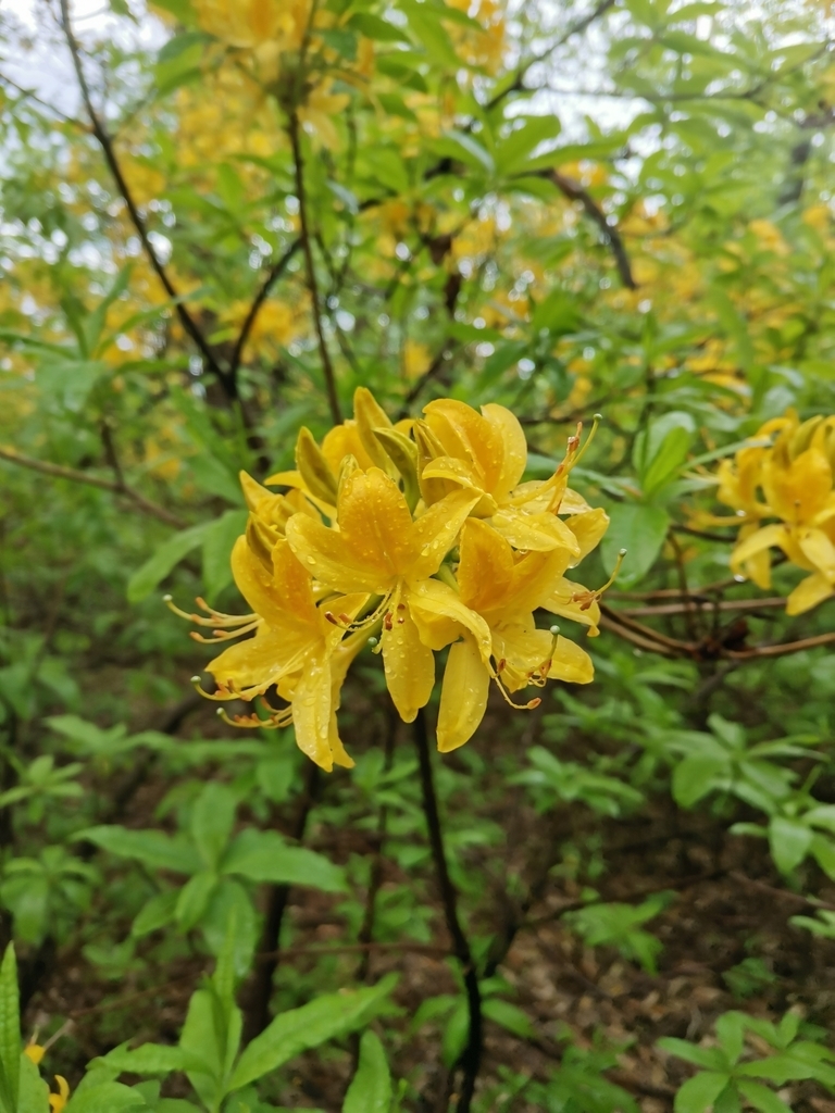Yellow azalea-like flowers