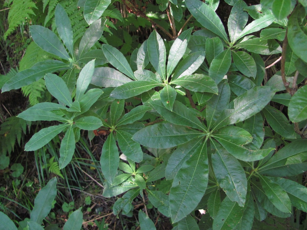 shrub with ovate leaves.