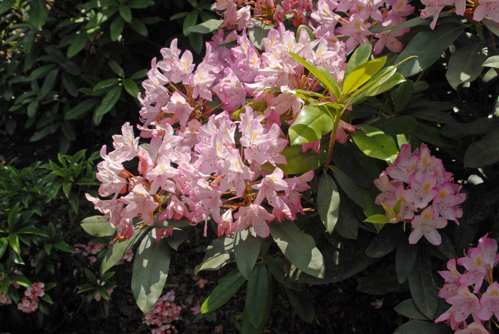 Clusters of pink flowers on a large shrub.