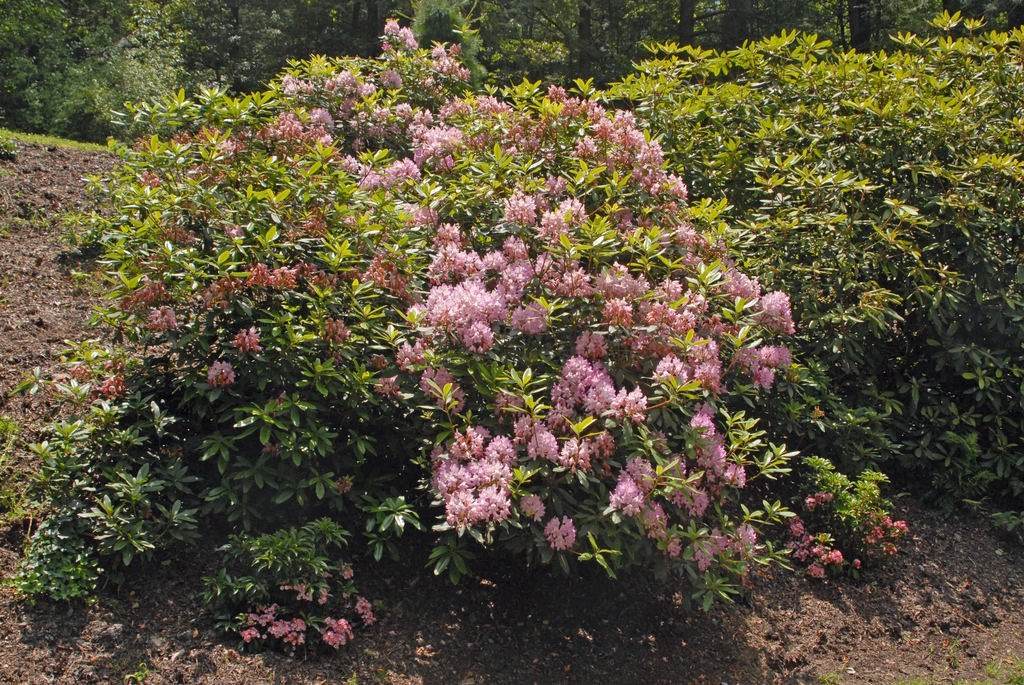 Clusters of pink flowers on a large shrub.