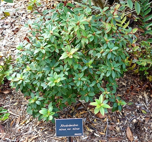 Rhododendron minus