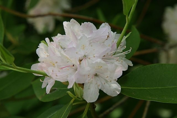Rhododendron minus