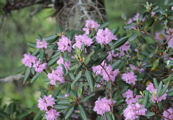 In flower