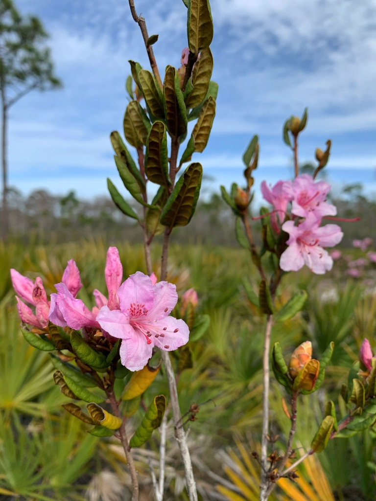 Cluster of pink azalea-like flowers
