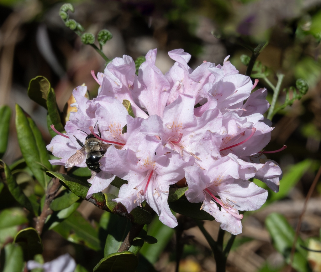 Cluster of pink azalea-like flowers