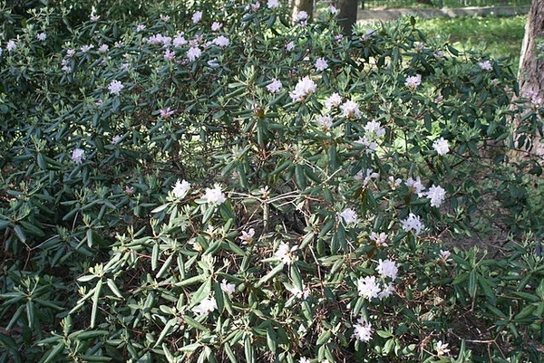 Rhododendron minus