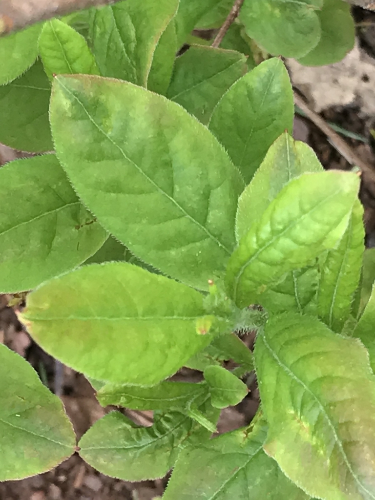 Leaves