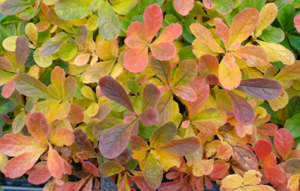Fall Color Leaf