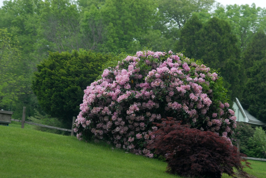 Large, rounded shrub with clusters of pink flowers.